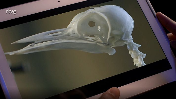 ¡Qué animal! - Selva de Irati (Navarra)