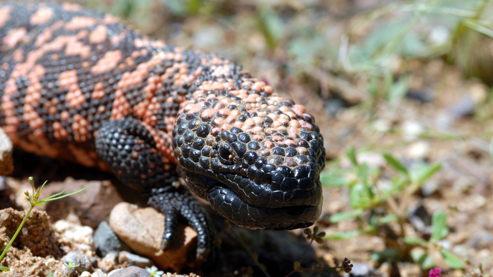 La carrera de la vida - La gran carrera del desierto - ver ahora