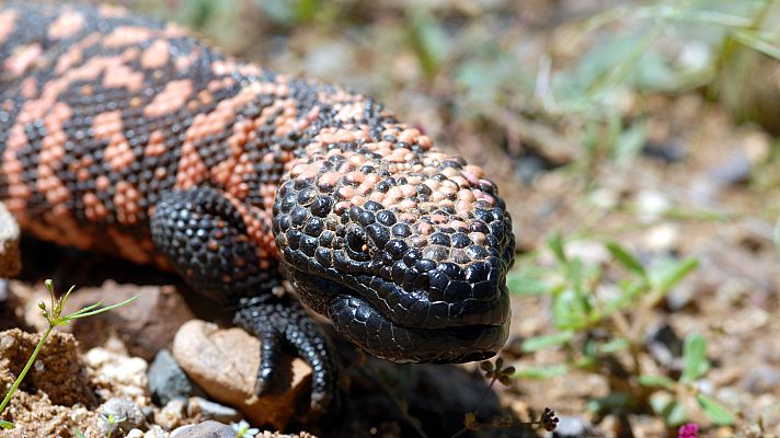 La carrera de la vida - La gran carrera del desierto