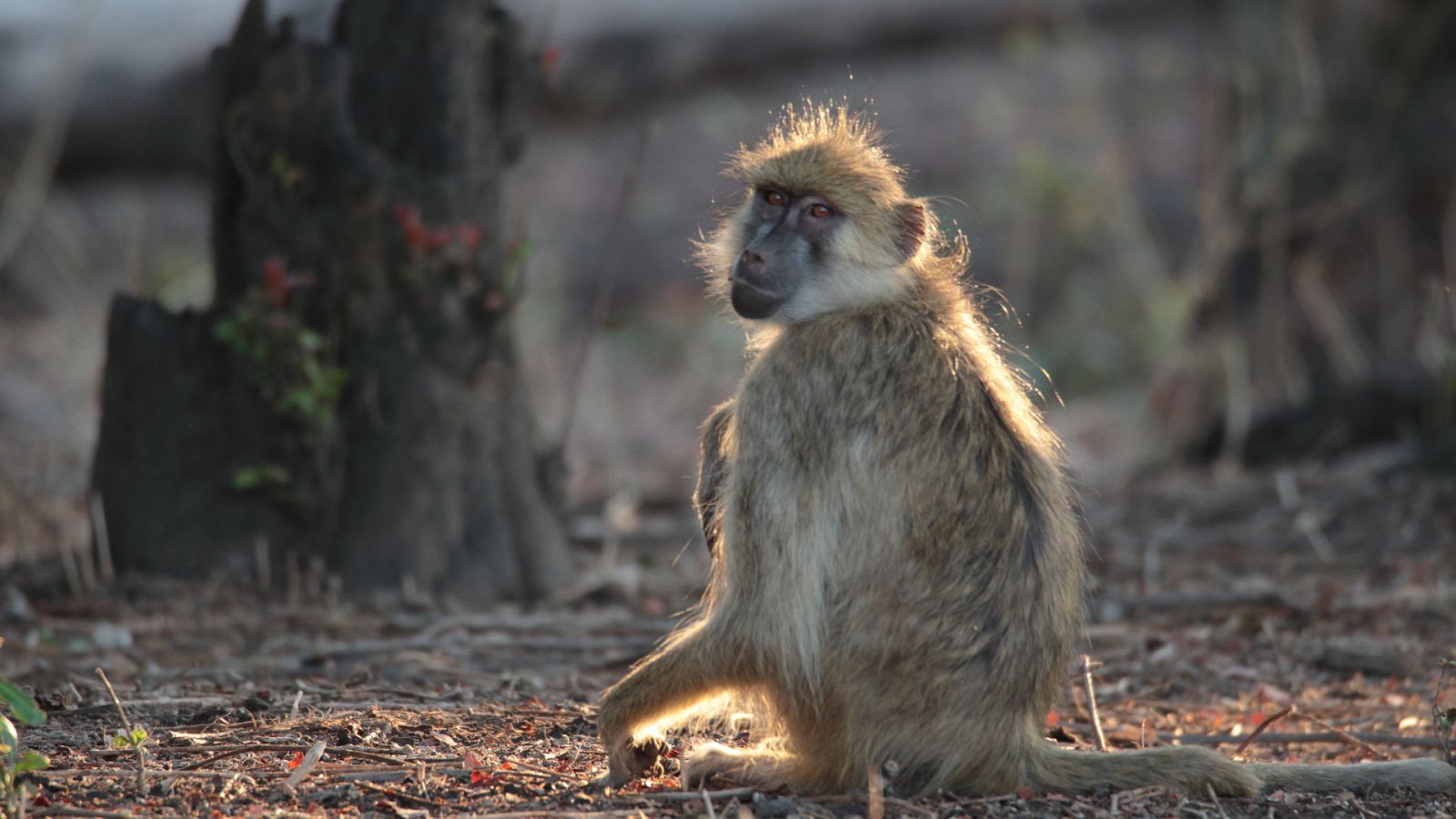 Zambia indómita - Los marginados - Ver ahora