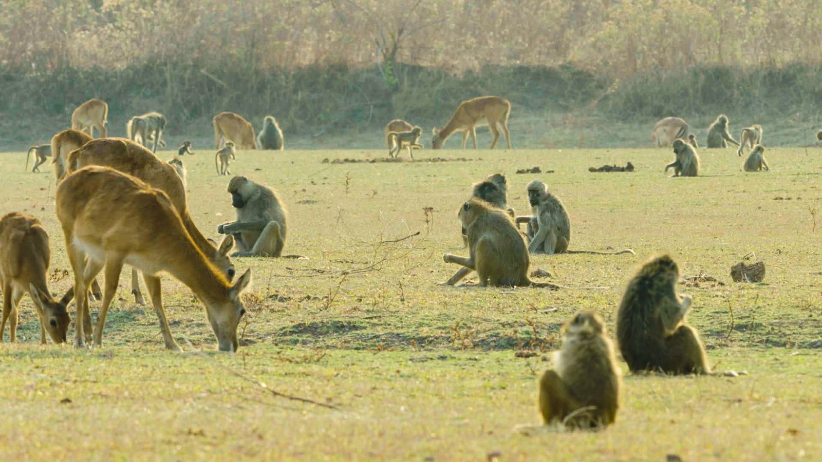 Zambia indómita - Vivir al límite - Ver ahora