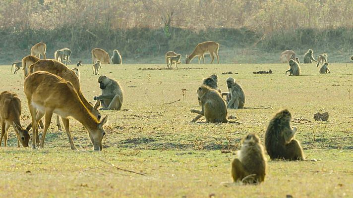 Zambia indómita - Vivir al límite