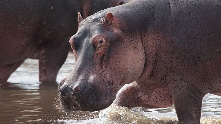 Zambia indómita - El bucle de la acacia