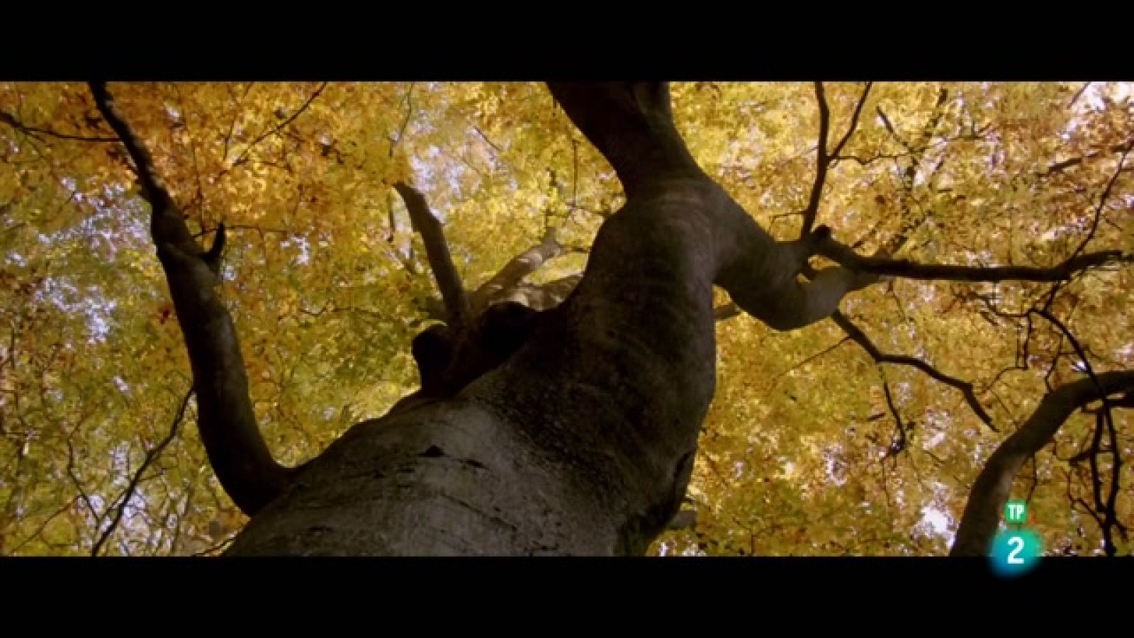 Grans Documentals - El cor salvatge dels Països Baixos - Full circle