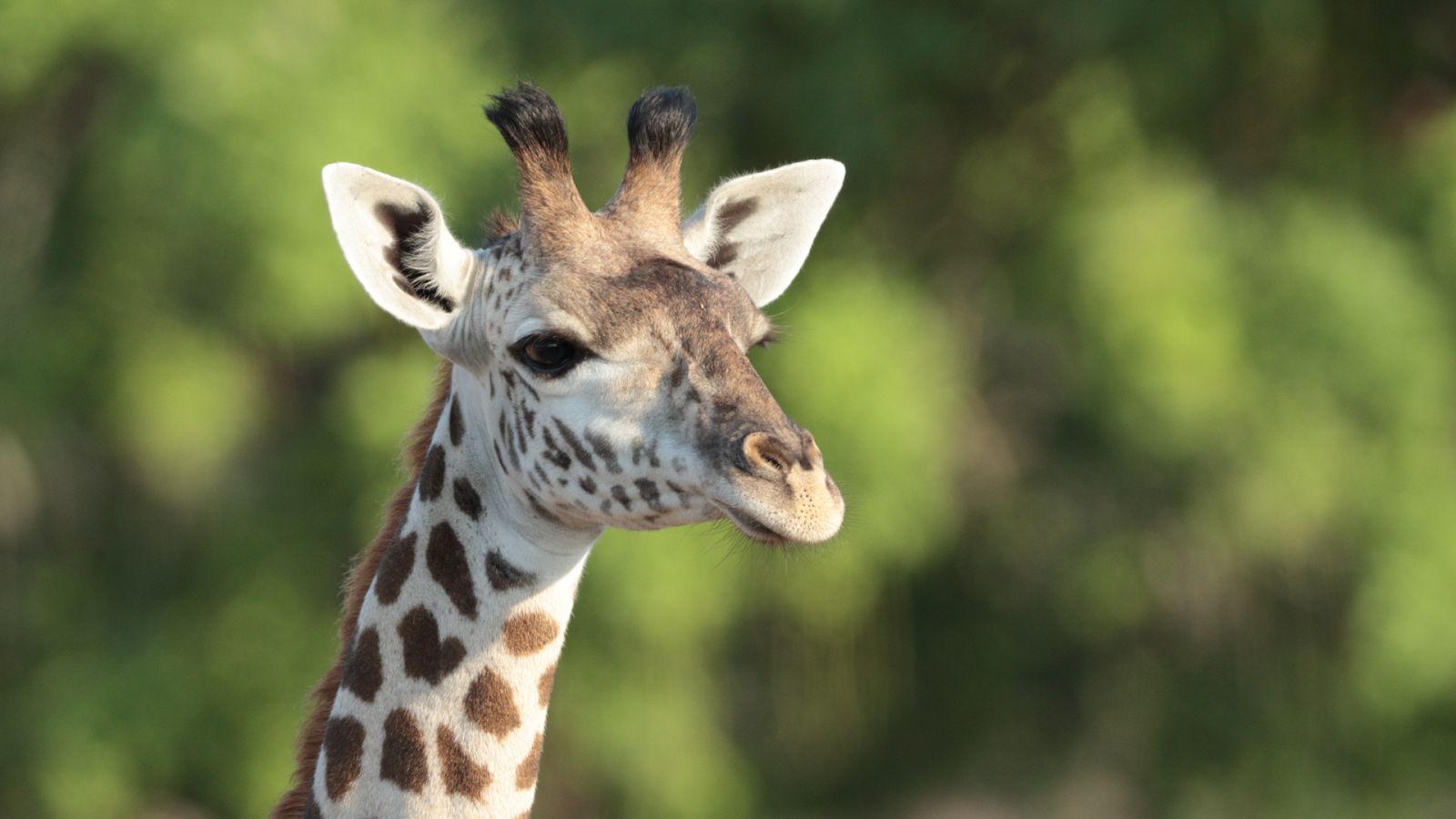 Zambia indómita - El viaje de Mvula - Ver ahora