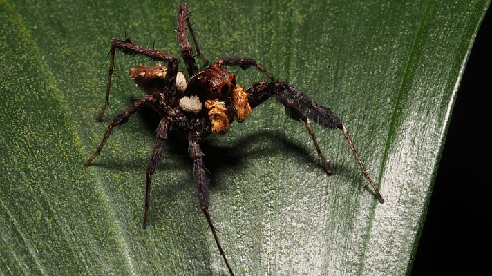 La carrera de la vida - La carrera a ras de suelo
