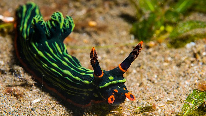 La carrera de la vida - Las defensas de las presas submarinas