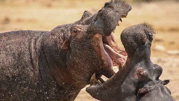 Somos Documentales - Natural World: Hipopótamos, los gigantes de los ríos
