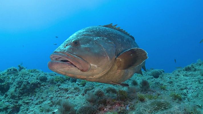 ¡Qué animal! - Islas Medas (L'Estartit, Girona)
