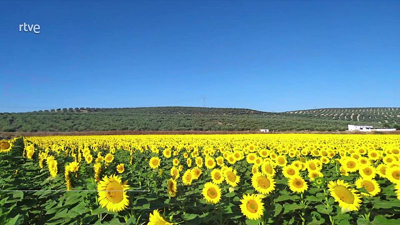 En casi todo el país se espera que predomine el tiempo seco y estable, con cielos poco nubosos o despejados - ver ahora
