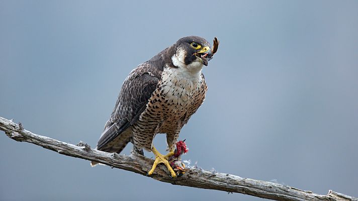 Somos Documentales - El halcón peregrino: Amo de los cielos