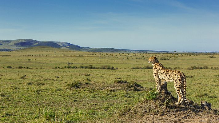 Somos Documentales - Los cinco increíbles. El cuento del guepardo
