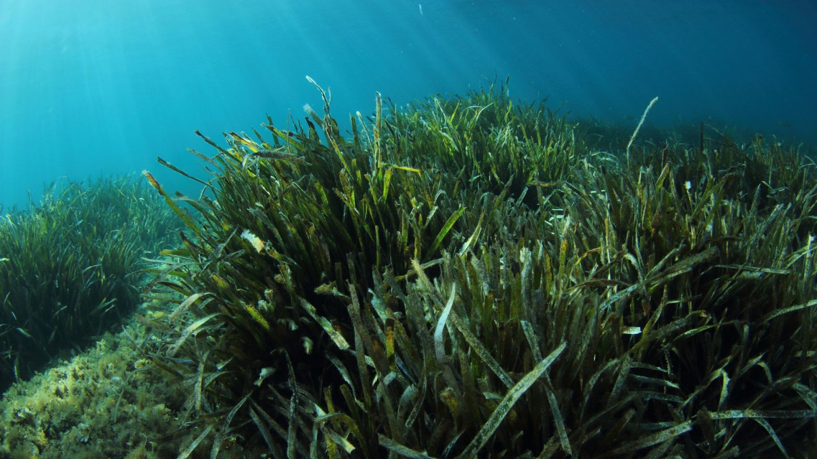 El aumento de la temperatura del Mediterráneo amenaza la posidonia