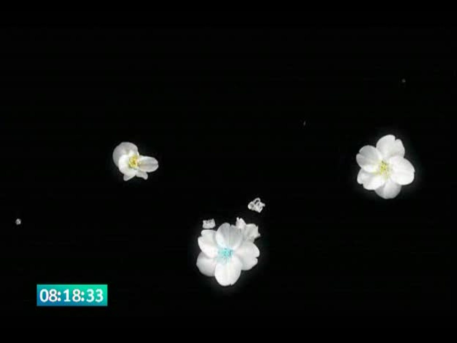 El jardín de los sueños - El Jardín de los Sueños | Ver