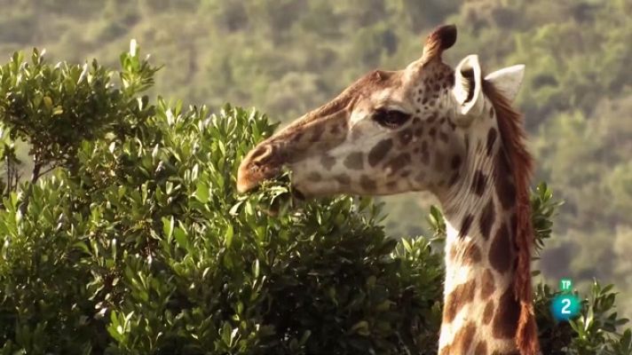 Especials en català - La carrera de la vida. Hervívors
