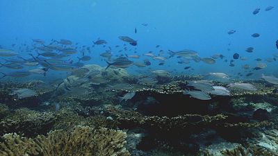 Los carnívoros del arrecife de coral