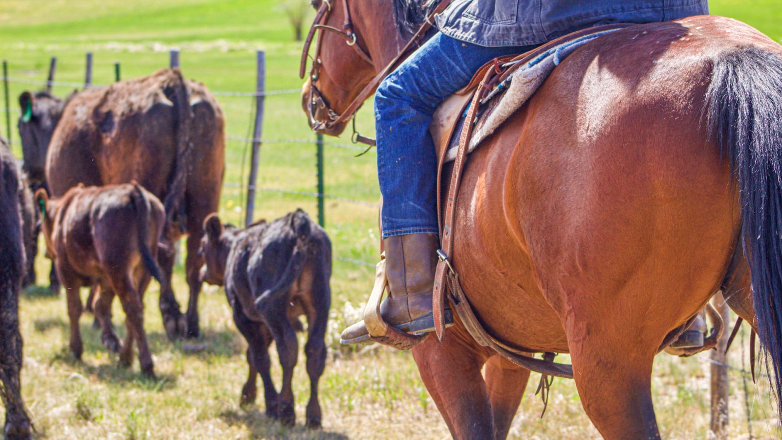 Aquí la Tierra - Así es la vida de un vaquero por las estepas segovianas