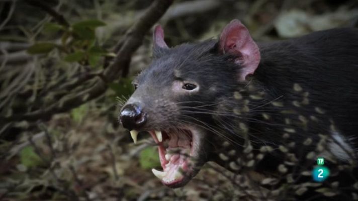 Especials en català - La carrera de la vida: guerrers de la natura