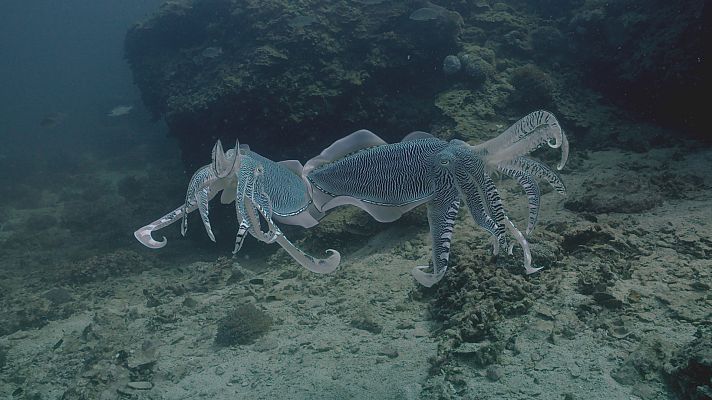 El mar Arábigo - Los magos del arrecife