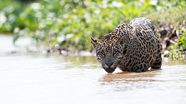 Somos Documentales - Jaguar contra cocodrilo