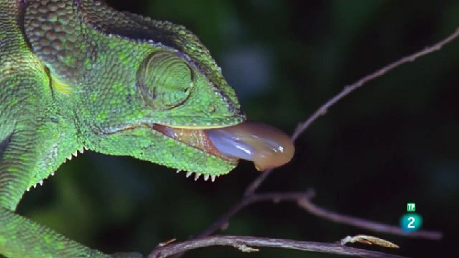 Grans Documentals - La carrera de la vida: Els reptils