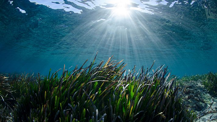 España Directo - Nadamos entre la posidonia de las costas alicantinas