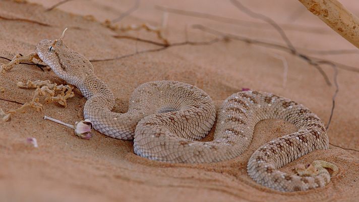 El mar Arábigo - Festín en las islas