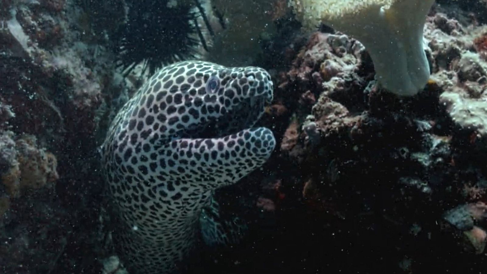 El Mar Arábigo - Los defensores del arrecife - ver ahora