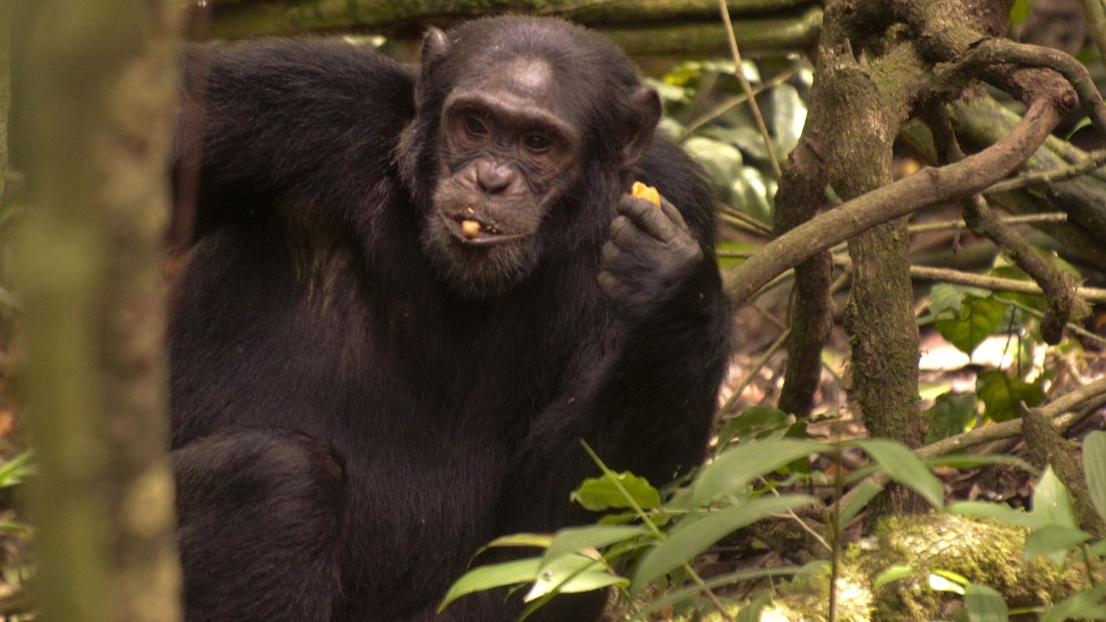 Somos documentales - Uganda salvaje - ver ahora