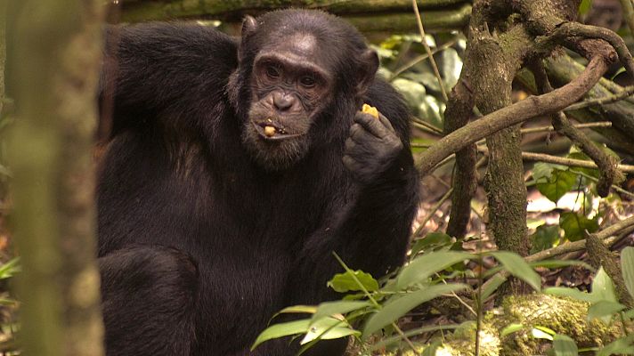 Somos Documentales - Uganda salvaje