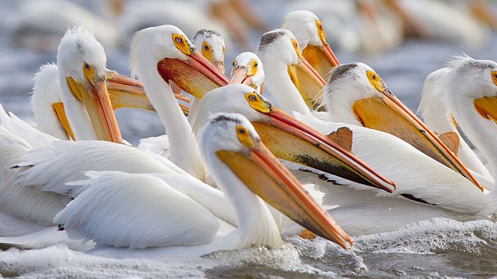 Grandes ríos de la Tierra - El Misisipi