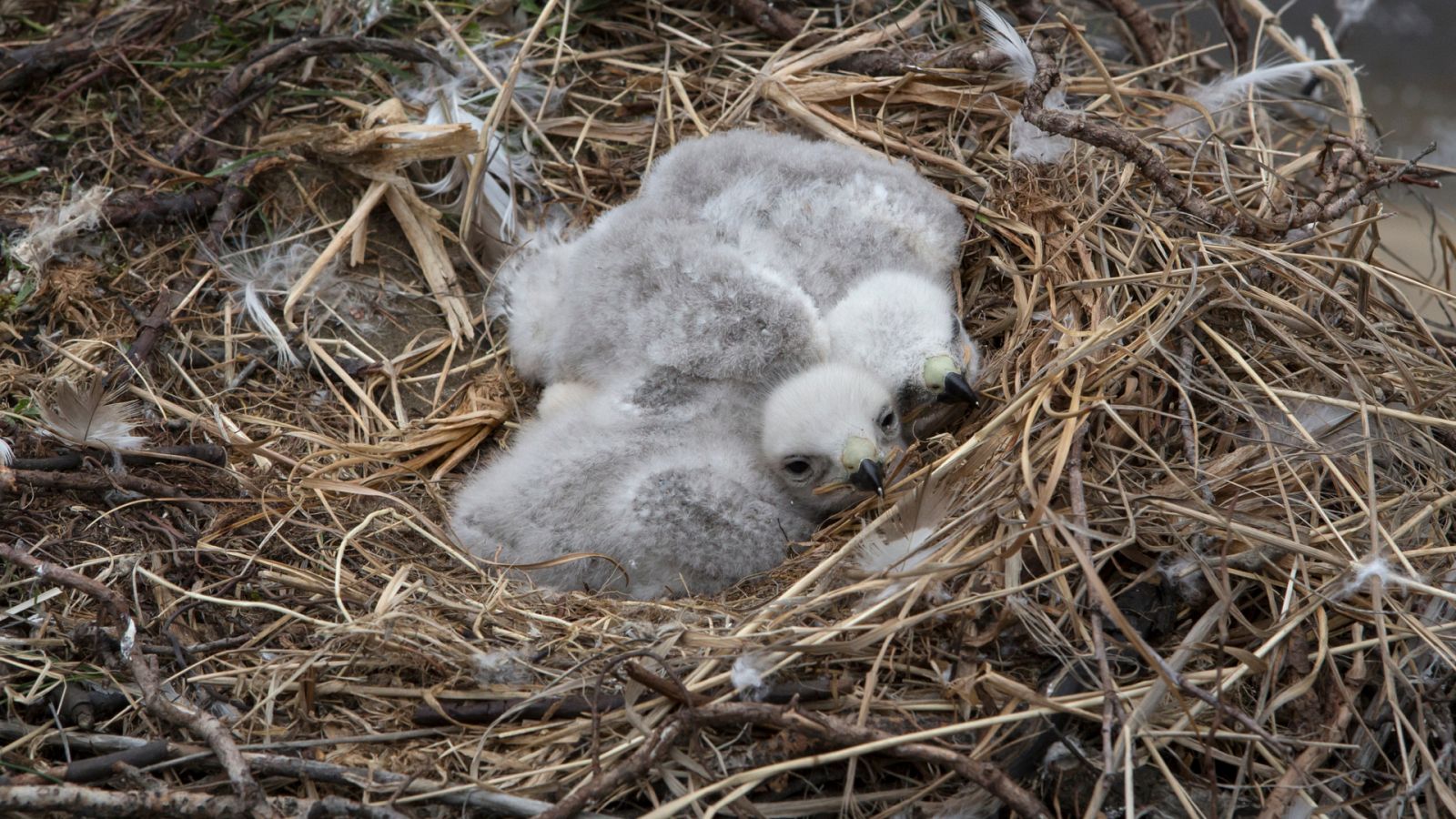 Aquí la Tierra - Conocemos a los nuevos miembros de la familia del Hospital Fauna Salvaje Grefa