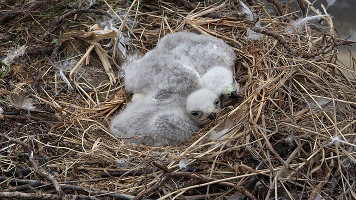 Aquí la Tierra - Conocemos a los nuevos miembros de la familia de las aves