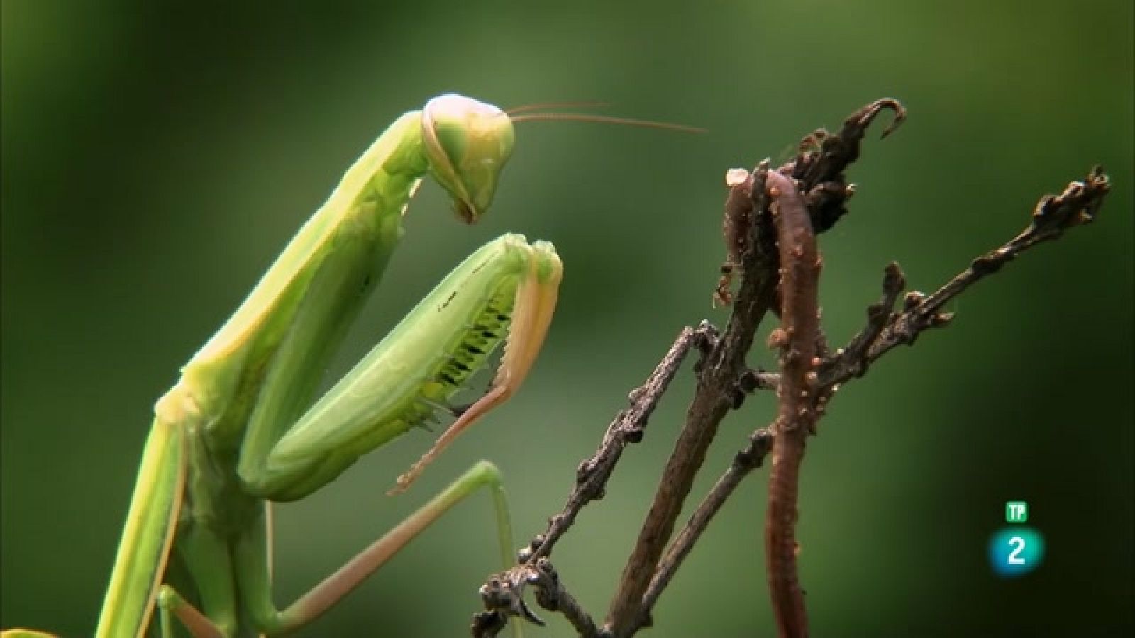 Grans Documentals - La carrera de la vida:  La carrera arran de terra