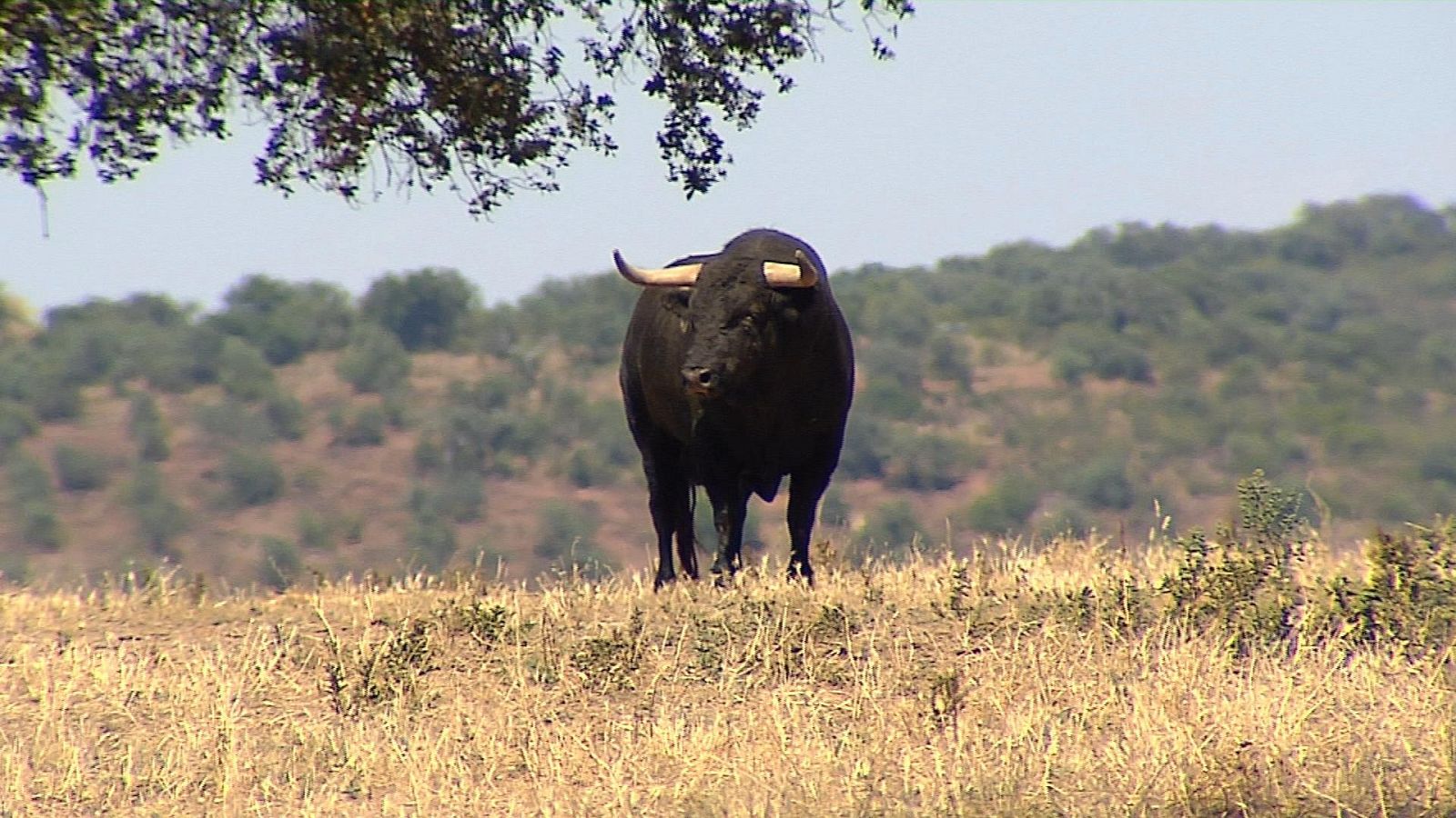 Tendido cero - 10/07/21 - ver ahora