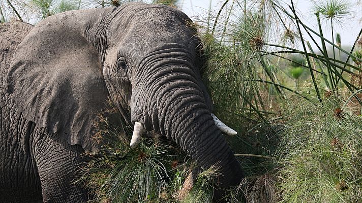 Grandes ríos de la Tierra - El Nilo