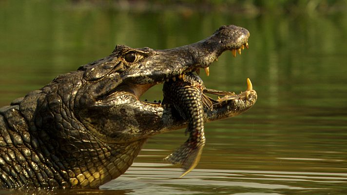 Somos Documentales - El imperio de los reptiles