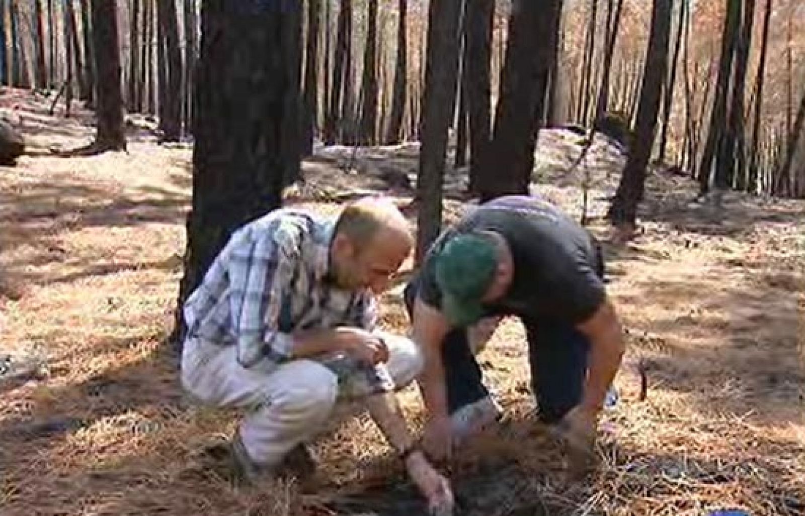 El valle del Tiétar se recupera tras los incendios - Ciencia y tecnología en Rtve.es | Ver