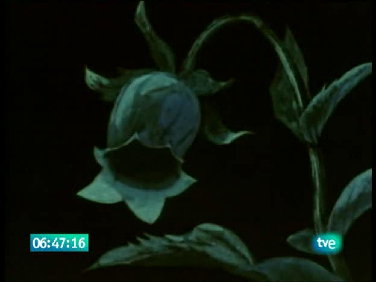 La abeja Maya - La Abeja Maya | Ver