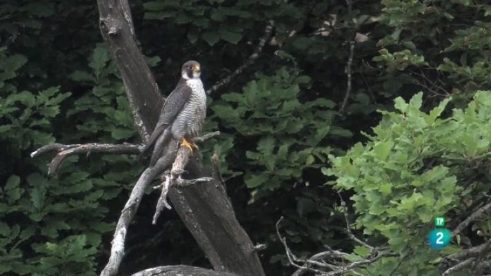 Som Documentals - El falcó pelegrí: Amo dels cels