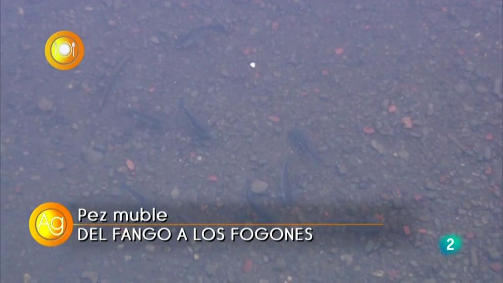 Con mucho gusto, Pez Muble