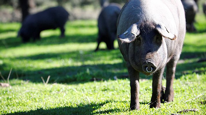 Telediario 1 - ¿Qué empresas pueden pedir las ayudas de los fondos europeos?