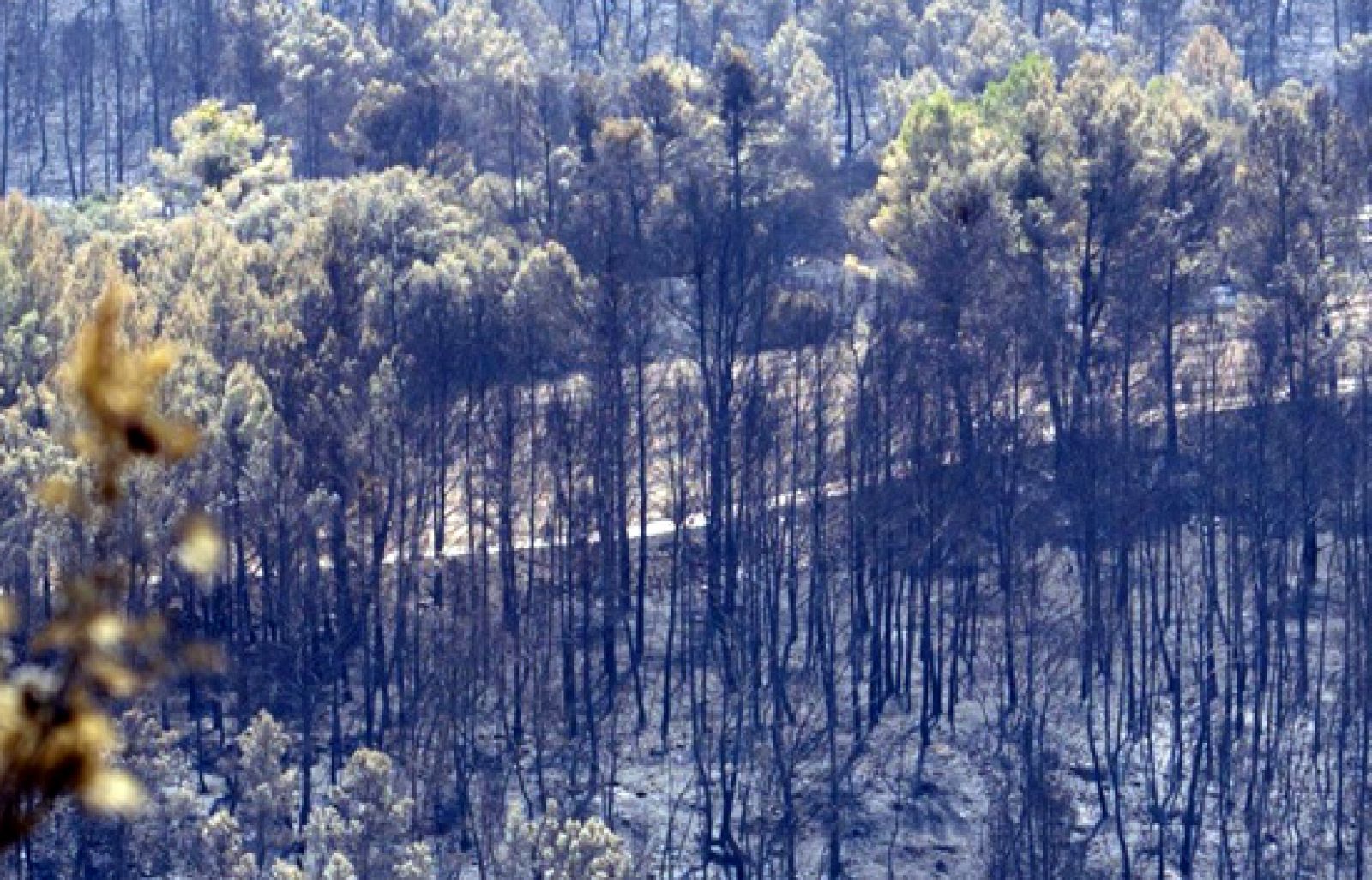 Terra Verda -  Del gris al verd