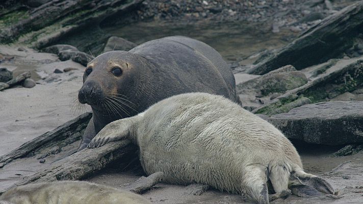 Somos Documentales - Focas grises. Un viaje de supervivencia
