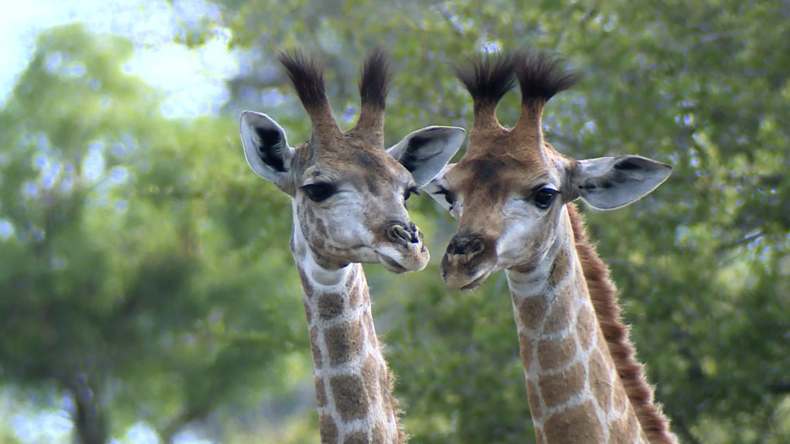 Somos documentales - Crecer en la sabana - ver ahora