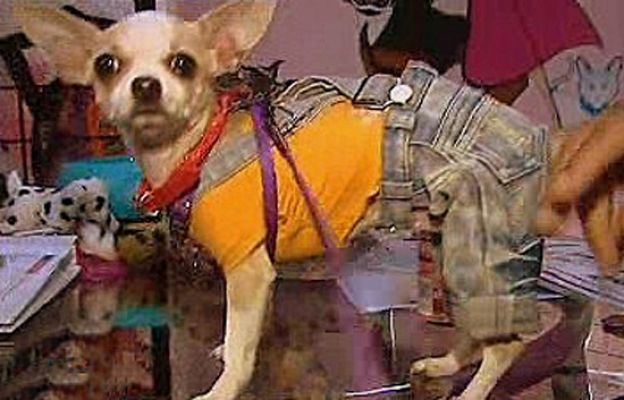 España Directo - Mascotas mimadas