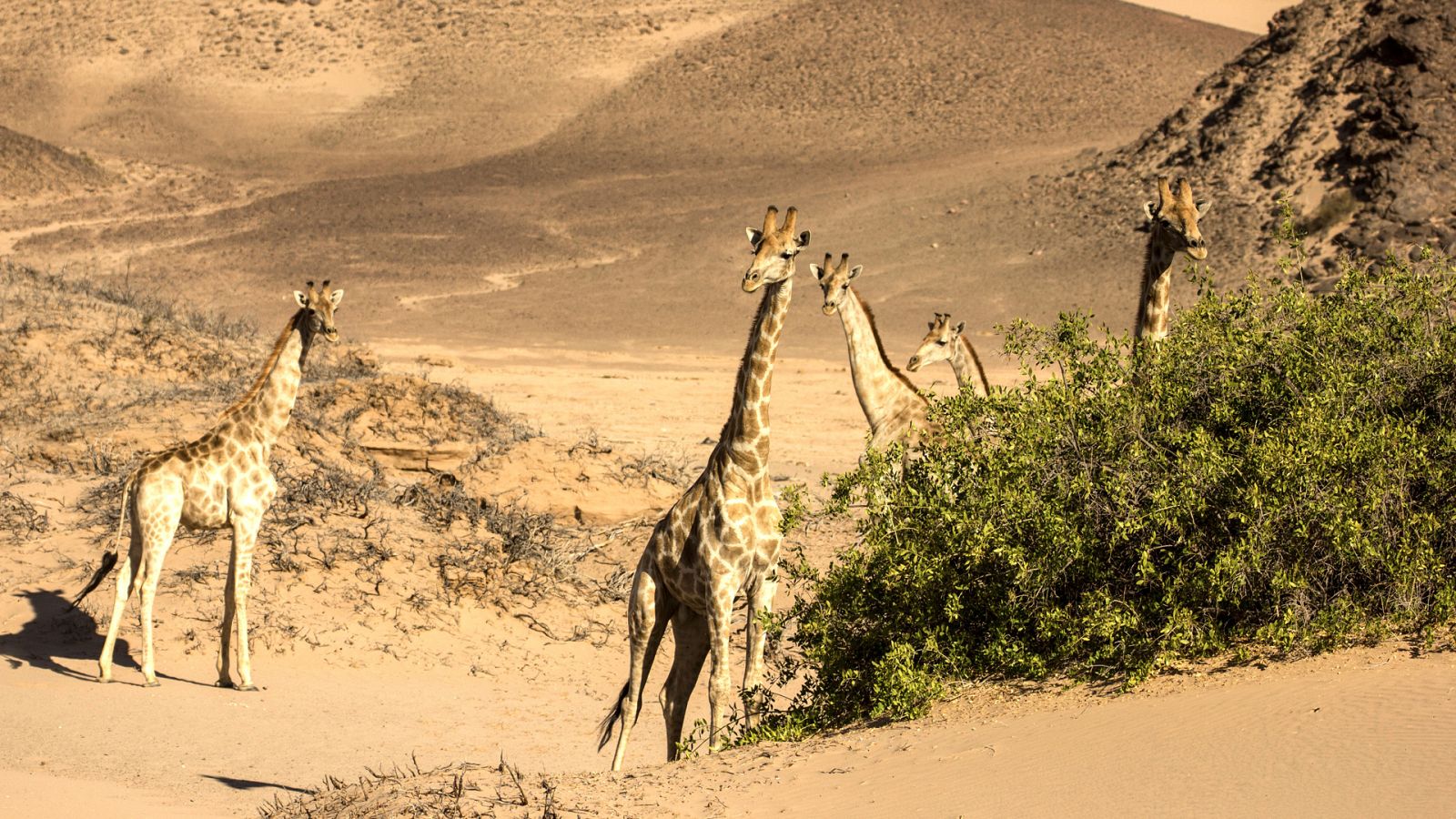La naturaleza de nuestro planeta Tierra - Tierra firme  - ver ahora