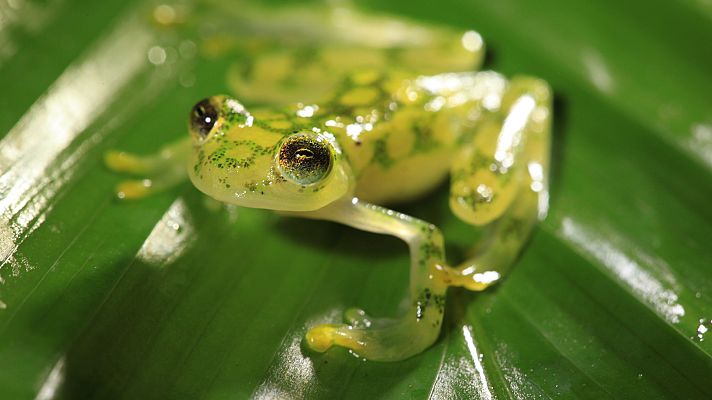 El secreto de los depredadores - Bajo el agua