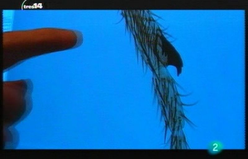 tres14 - Insectos que delatan