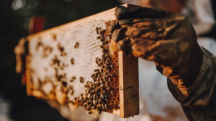 Aquí la Tierra - Nos enseñan cómo mover colmenas de la ciudad al campo